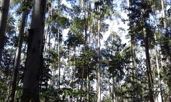 Imagem 2: Terreno à venda, São Tomaz - Imaruí/SC