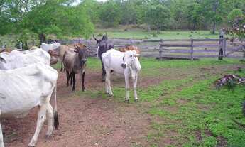 Imagem 5: Fazenda em Abreulândia-TO