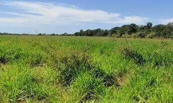 Imagem: Fazenda em Guarai. 95 mil por alqueire