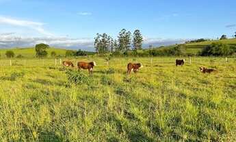Imagem 6: Chácara em Santo Antônio da Patrulha ideal para pecuária