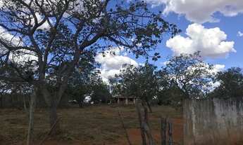 Imagem 4: Fazenda 1.200 Hac Dupla Aptidão...Eucalipto, Café,Manga E Pastagem.