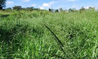 Imagem 2: Sitio em Gurinhatan de 9.11 hectares valor 600 mil