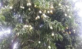 Imagem 4: Vendo ótima casa 150 metros da represa 3 Marias