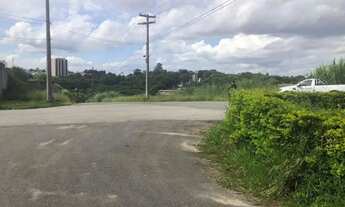 Imagem 2: AREA - LARANJA AZEDA - SP