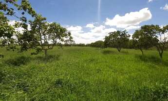 Imagem 3: Fazenda dupla aptidão em Campo Alegre de Goiás, GO