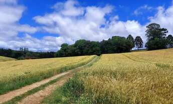 Imagem 3: Balsa Nova, 89 há, ou 36,77 alqueires, Plantando 23 alqueires, Próximo Estrada Balsa Nova