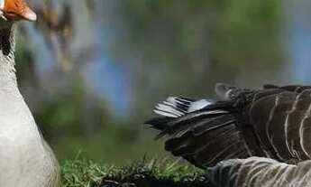 Imagem 6: Terreno à venda, 560 m² por R$ 1.288.000,00 - Residencial Morada dos Lagos - Barueri/SP