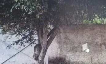 Imagem 3: AREA - PROSPERIDADE - SP