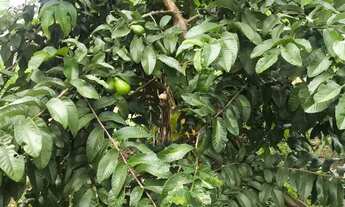 Imagem 6: Vendo ou troco uma chácara completa