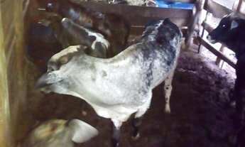 Imagem 5: Vendo chacara de 1,5 alquere - Oferta