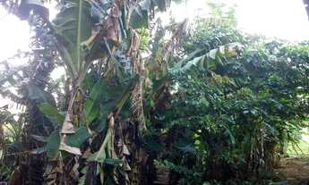 Imagem 7: Vendo chacara de 1,5 alquere - Oferta