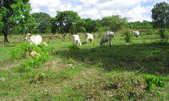Imagem 4: Fazenda em Abreulândia-TO