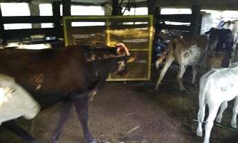 Imagem 6: Casa 110 2 quarto Caconde terreno 26 mil metros com barracão ,90 mt ou 26 mil metros 37