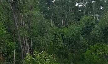 Imagem 3: Chácara em Ararica próximo ao centro da cidade