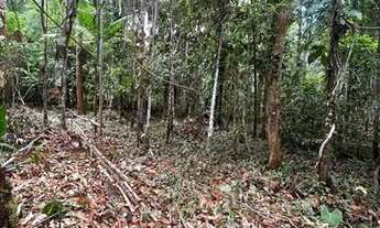 Imagem 3: TERRENO COM IGARAPÉ