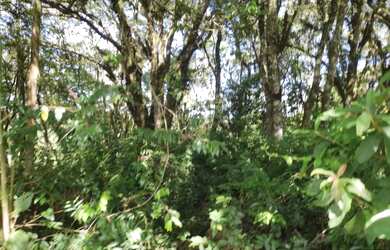 Imagem 10: Terreno para Venda em Nova Petrópolis, Juriti