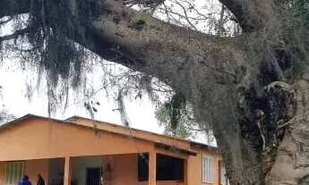 Imagem 2: Velleda oferece Magnífico sítio 10 hectares a 600 metros do asfalto em Morro Grande