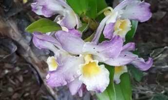 Imagem 4: Chácara com 2 dormitórios à venda, 3800 m² por R$ 280.000,00 - Moinho - Nazaré Paulista/SP