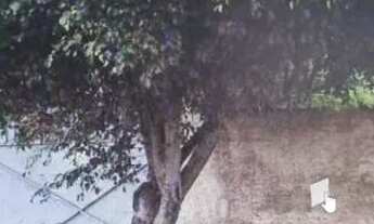 Imagem 2: AREA - PROSPERIDADE - SP