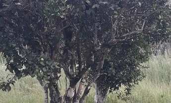 Imagem 7: Chácara em Ararica próximo ao centro da cidade