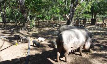 Imagem 2: Fazenda em Abreulândia-TO