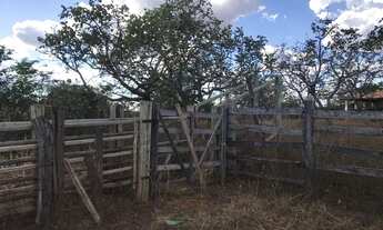 Imagem 7: Fazenda 1.200 Hac Dupla Aptidão...Eucalipto, Café,Manga E Pastagem.