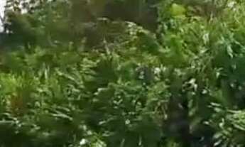 Imagem 6: Vendo ou troco terreno por Carro