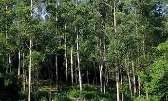 Imagem 7: Chácara 20 hectares, 4 açudes grande, arroio, Rio, potreiro cercado