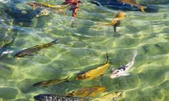 Imagem 4: Alugar ou Vender Condomínio Jardins de Provence