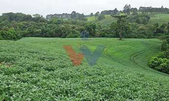 Imagem 7: Área de 79.000 m com 41.000 m mecanizados perfeita para cultivo ou projetos sustentáveis