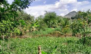 Imagem 6: Sítio em Joaquim Gomes