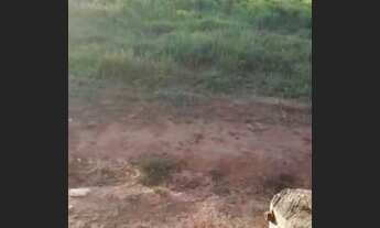 Imagem 4: Vendo 10 alqurires no brejão valor 70 mil o alqurires