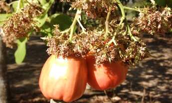 Imagem 7: Fazenda em Abreulândia-TO