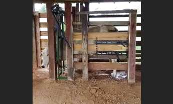 Imagem 1: Vendo excelente fazenda