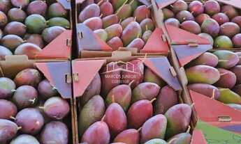 Imagem 2: FAZENDA DE ABACATE E MANGA A VENDA NO NORTE DE MINAS E APTA A PECUÁRIA