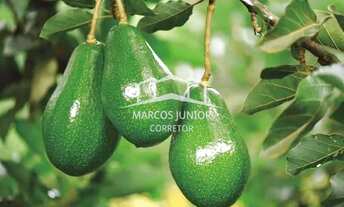 Imagem 3: FAZENDA DE ABACATE E MANGA A VENDA NO NORTE DE MINAS E APTA A PECUÁRIA