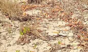 Imagem 2: Terreno praia do cajueiro