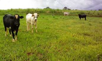 Imagem: Vendo chacara de 1,5 alquere - Oferta