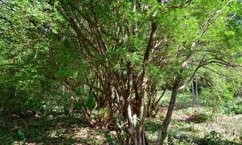 Imagem 4: Chácara 15.000m² , com luz, riacho nos fundos, Jaboticatubas