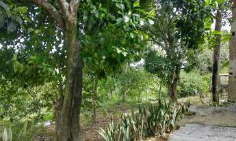Imagem 7: Sítio em matriz da luz, são Lourenço da mata,3 hectares está aqui 042