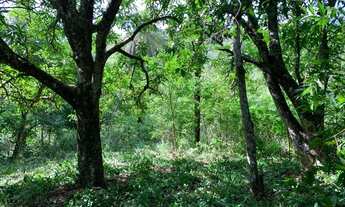 Imagem 5: Chácara 15.000m² , com luz, riacho nos fundos, Jaboticatubas