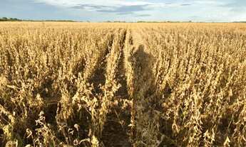 Imagem 5: Fazenda - Peixe (TO