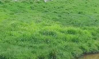 Imagem 3: Vendo uma colônia