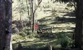 Imagem: Chácara á Venda 7 Saltos (Biscaia