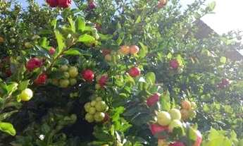 Imagem 7: Lote com uma casa a 300 m do centro de Florestal