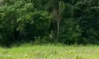 Imagem 7: Lotes para chalés em Ibiúna - SP