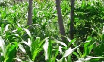 Imagem 3: Excelente chácara em samambaia na estrada da produção em montes claros mg