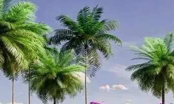 Imagem: Lote 240,00m² Condominio Santissimo - Trindade