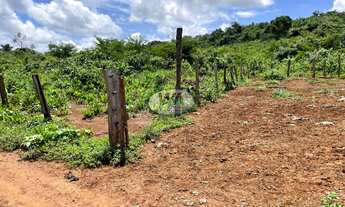 Imagem 5: Fazendinha a venda com excelente solo e preço atrativo