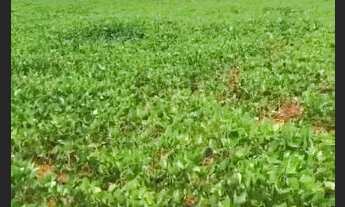 Imagem 3: Chácara 12.30 alq. Em Adelândia Go. Planta 10.30 R$:325.000 o alq